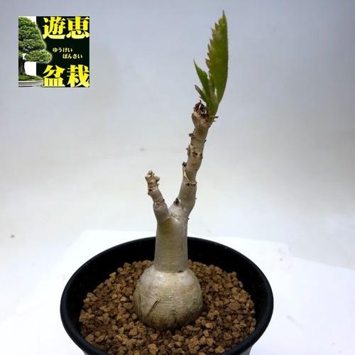 塊根植物：キフォステンマ ユッタエ 葡萄亀*塊幅3cm 現品 一品限り