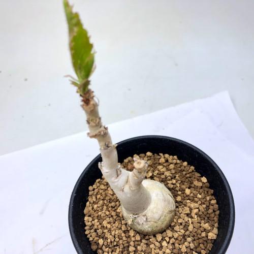 塊根植物：キフォステンマ ユッタエ 葡萄亀*塊幅3cm 現品 一品限り