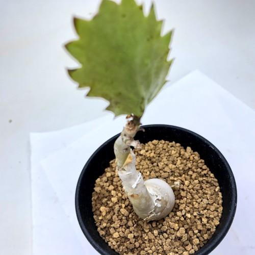 塊根植物：キフォステンマ ユッタエ 葡萄亀*塊幅2.5cm 現品 一品限り