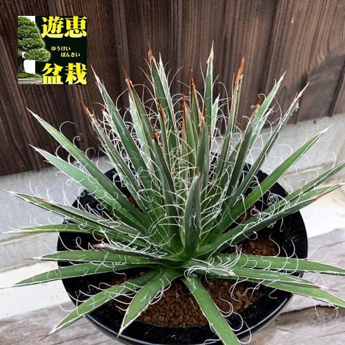 多肉植物：アガベ 滝の白糸*幅22cm 現品！一品限り : 遊恵盆栽 Yahoo