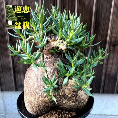コーデックス:パキポディウム ビスピノーサム*塊根幅16cm コーデックス:パキポディウム ビスピノーサム*塊根幅16cm