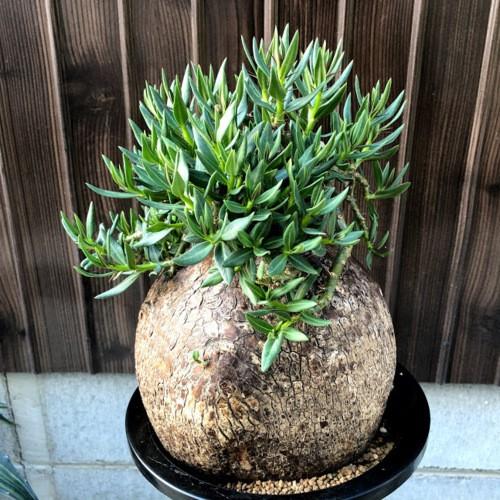 パキポディウム　ビスピノーサム　現地球 パキポディウム ビスピノーサム 【現地球/発根済み】HK2401316