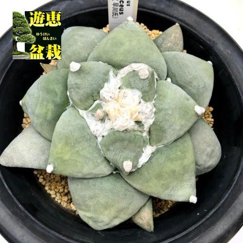 サボテン アリオカルプス 青磁牡丹 幅11cｍ 現品 一品限り S9666v 遊恵盆栽 Yahoo 店 通販 Yahoo ショッピング