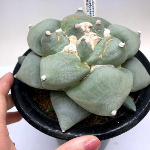 サボテン：アリオカルプス 青磁牡丹*幅15cm 現品！一品限り ※葉