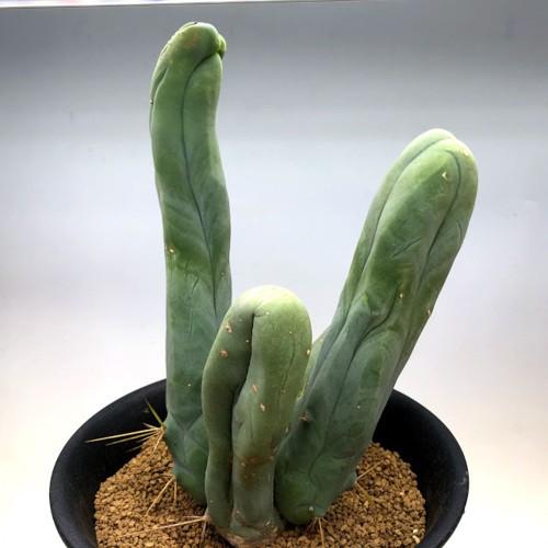 サボテン：トリコケレウス なるほど柱 珍宝閣*幅19cm 現品