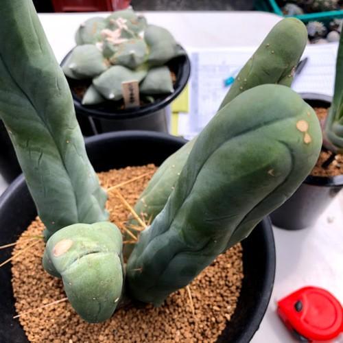 サボテン：トリコケレウス なるほど柱 珍宝閣*幅19cm 現品！一品限り