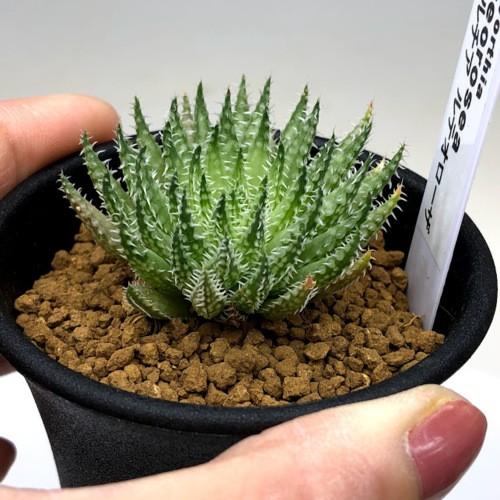 ☆特価☆多肉植物：ハオルチア ルテオローサ*幅4cm : 遊恵盆栽 Yahoo
