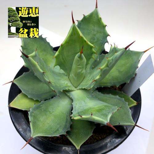 多肉植物 アガベ 姫雷神 ペッキー 幅12ｃｍ 現品 一品限り S9678v 遊恵盆栽 Yahoo 店 通販 Yahoo ショッピング