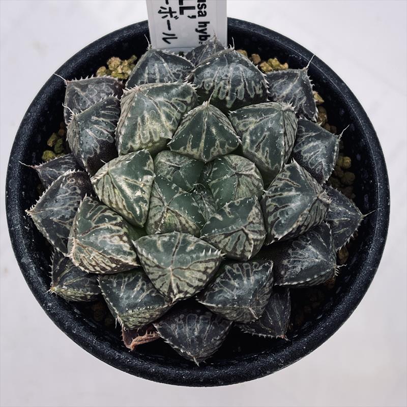 多肉植物：ハオルチア ミラーボール*M 幅6cm : 遊恵盆栽 Yahoo!店