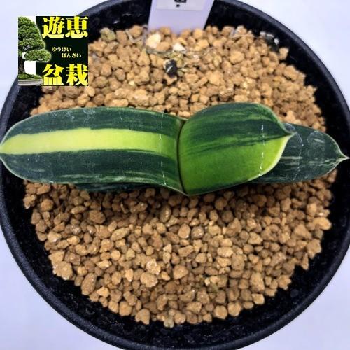 ガステリア・大型ピランシー錦(糊斑) 多肉植物：ガステリア ピランシー錦*幅21cm 現品！一品限り