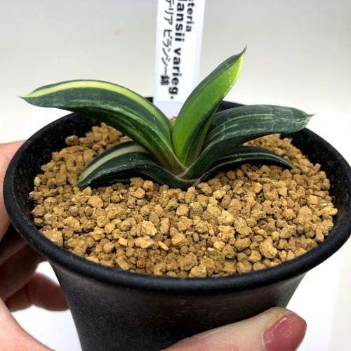 多肉植物：ガステリア ピランシー錦*幅7.5cm 現品！一品限り : 遊恵