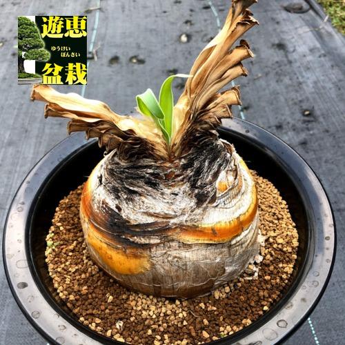 コーデックス：ブーファン ディスティカ*塊幅11.5cm 現品！一品限り