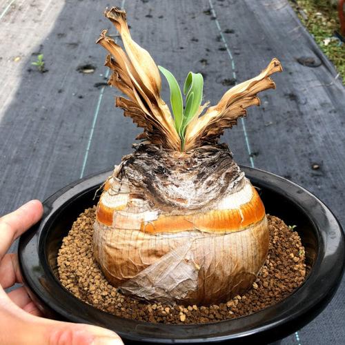 コーデックス：ブーファン ディスティカ*塊幅11.5cm 現品！一品