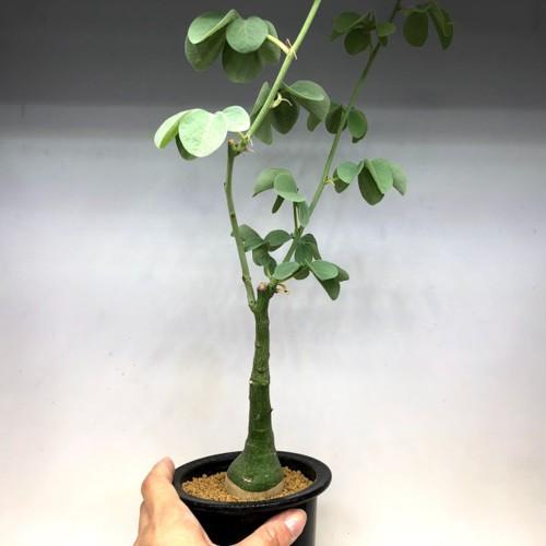 塊根植物：アデニア グラウカ*葉幅14cm 現品！一品限り : 遊恵盆栽