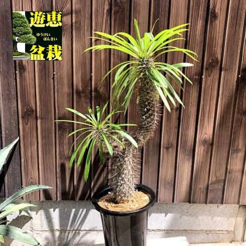 コーデックス：パキポディウム “ラメレイ”(ラメリー)*葉幅36cm