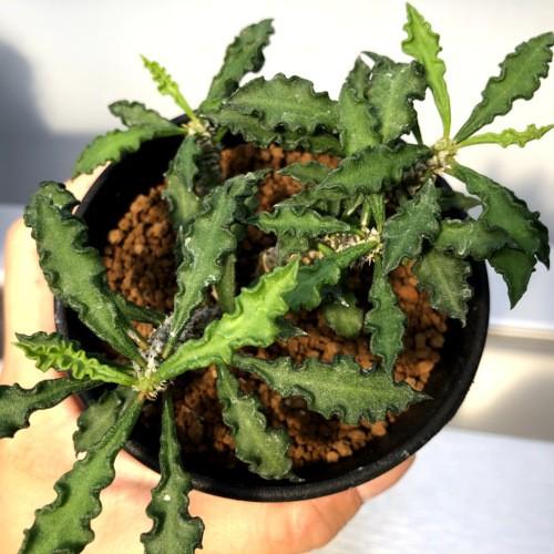 コーデックス：ユーフォルビア デカリー*L 葉幅13cm : 遊恵盆栽