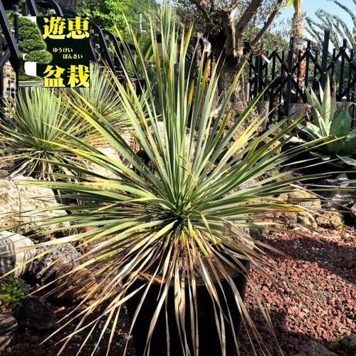 多肉植物：ユッカ ロストラータ*葉幅65cm 現品！一品限り : 遊恵盆栽