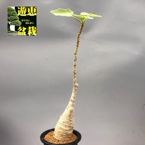 コーデックス：ウンカリーナ ルーズリアナ*葉幅16cm 現品！一品限り