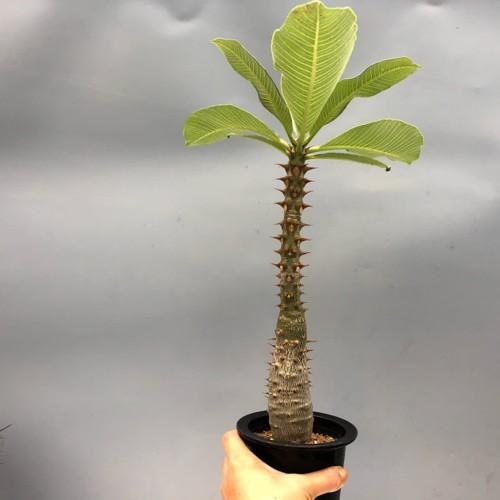 コーデックス：パキポディウム バロニー*塊根幅4cm : 遊恵盆栽 Yahoo