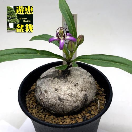 コーデックス：ラフィオナクメ ビンゲリ*塊根幅6cm 現品！一品限り