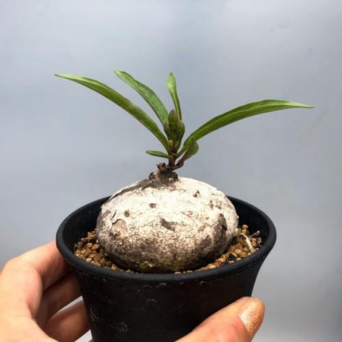 コーデックス：ラフィオナクメ ビンゲリ*塊根幅6cm 現品！一品限り