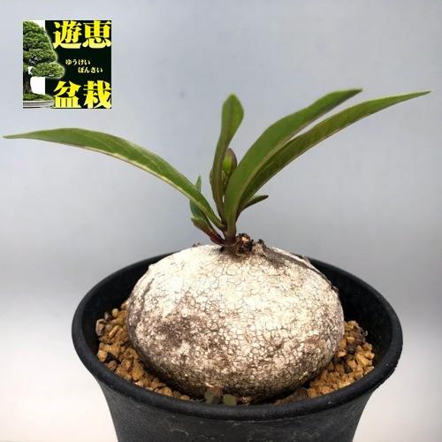 コーデックス：ラフィオナクメ ビンゲリ*塊根幅6cm 現品！一品限り