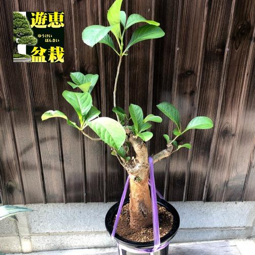 アフリカバオバブ アダンソニア ディギタータ *葉幅28cm 現品 アフリカバオバブ アダンソニア ディギタータ *葉幅28cm 現品
