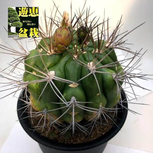 サボテン ギムノカリキウム 新天地 幅11ｃｍ 現品 一品限り 側面に傷あり S9734v 遊恵盆栽 Yahoo 店 通販 Yahoo ショッピング