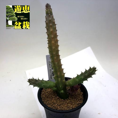 多肉植物：ガガイモ フェルニア オクラータhyb.*幅6cm : s9741v : 遊恵盆栽 Yahoo!店 - 通販 - Yahoo!ショッピング