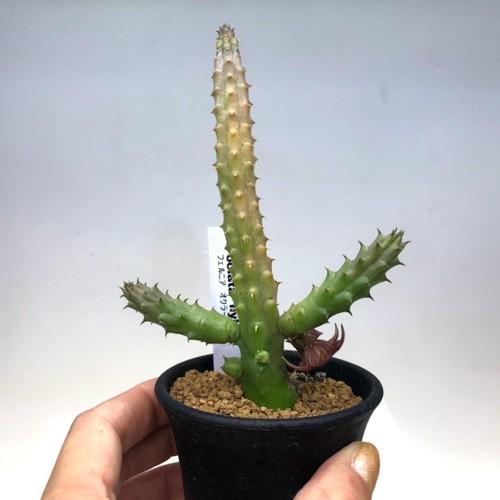 多肉植物　ガガイモ　フェルニア　抜き苗 フェルニア・ペンデュラ 抜き苗 多肉植物 ガガイモ - メルカリ