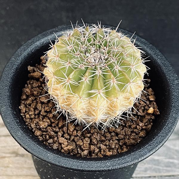 サボテン ウィギンシア 地久丸 幅3ｃｍ 赤松実生 S9742v 遊恵盆栽 Yahoo 店 通販 Yahoo ショッピング