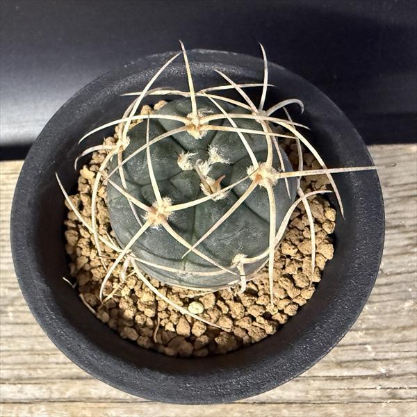 サボテン：ギムノカリキウム 光琳玉*幅3cm ☆赤松実生 : 遊恵盆栽