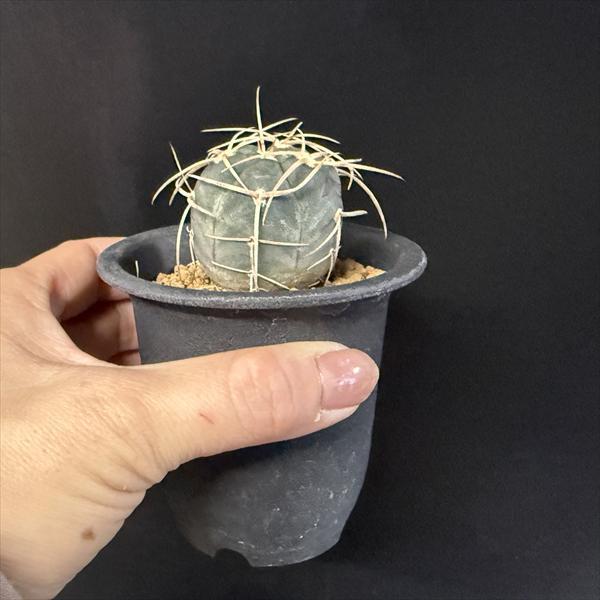 サボテン：ギムノカリキウム 光琳玉*幅3cm ☆赤松実生 : 遊恵盆栽