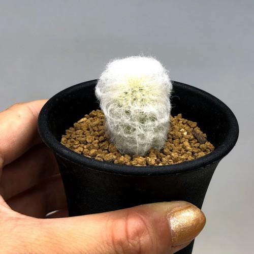 サボテン：エスポストア 幻楽 実生*幅2cm : 遊恵盆栽 Yahoo!店