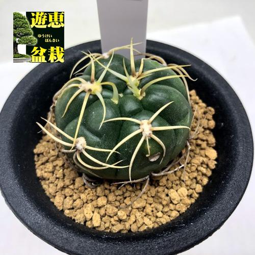 ギムノカリキウム　バッテリー　海王丸　サボテンセット サボテン：ギムノカリキウム 海王丸*幅4cm ☆赤松実生 : 遊恵