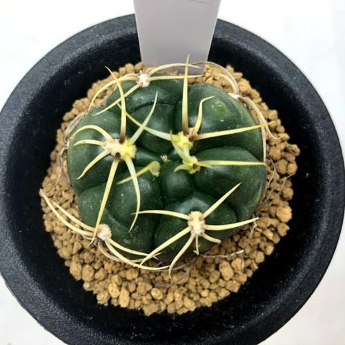 ギムノカリキウム　バッテリー　海王丸　サボテンセット ギムノカリキウム：バッテリー 2.5号鉢植え* の通販 | 園芸ネット