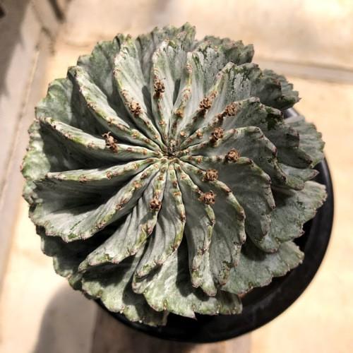 多肉植物：ユーフォルビア ホリダ メス*幅9.5cm 現品！一品限り