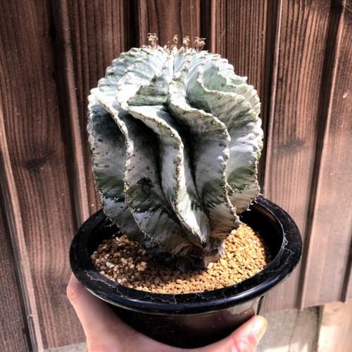 多肉植物：ユーフォルビア ホリダ メス*幅9.5cm 現品！一品限り