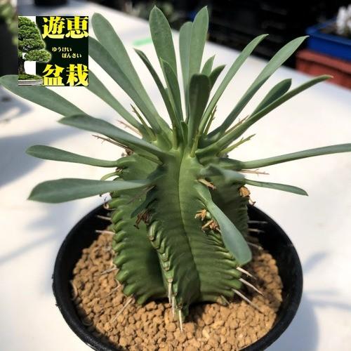 多肉植物 ユーフォルビアsp B 葉幅9cm S9752v 遊恵盆栽 Yahoo 店 通販 Yahoo ショッピング