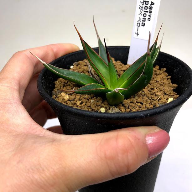 多肉植物：アガベ ペローナ*幅7cm : 遊恵盆栽 Yahoo!店 - 通販