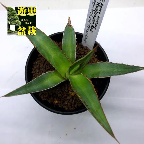多肉植物：アガベ ケルチョベイ 'フアジュアパンレッド' *幅13cm