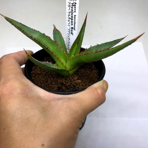 多肉植物：アガベ ケルチョベイ 'フアジュアパンレッド' *幅13cm