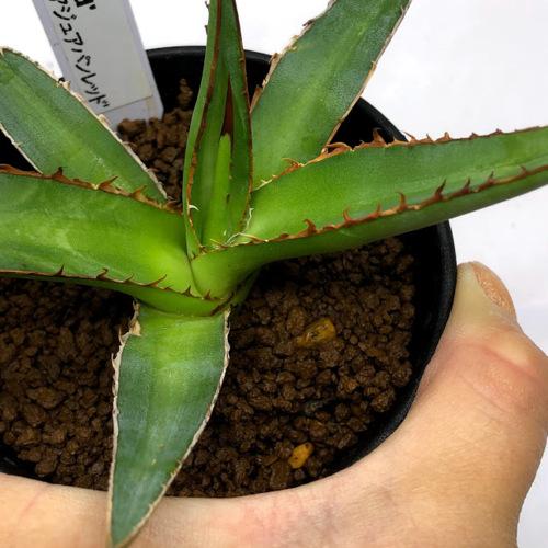 多肉植物：アガベ ケルチョベイ 'フアジュアパンレッド' *幅13cm