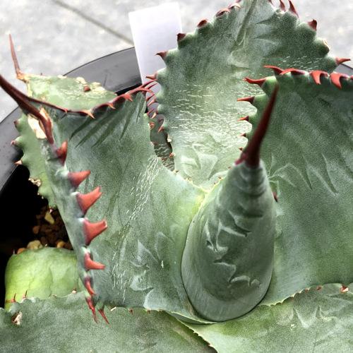 アガベ　イシスメンシス×パラサナ　イシパラ　ハイブリッド　フロスティクリスタル アガベ フロスティクリスタル イシパラ ハイブリッド