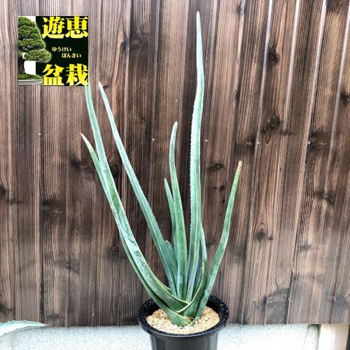 多肉植物：アロエ スザンナエ*幅25ｃｍ 現品！一品限り :s9823v:遊恵