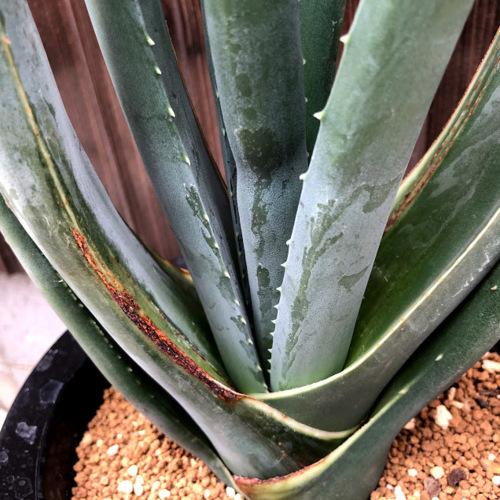 完動品 多肉植物：アロエ　スザンナエ*幅25ｃｍ　現品！一品限り 【TM1811286205】(66000円)