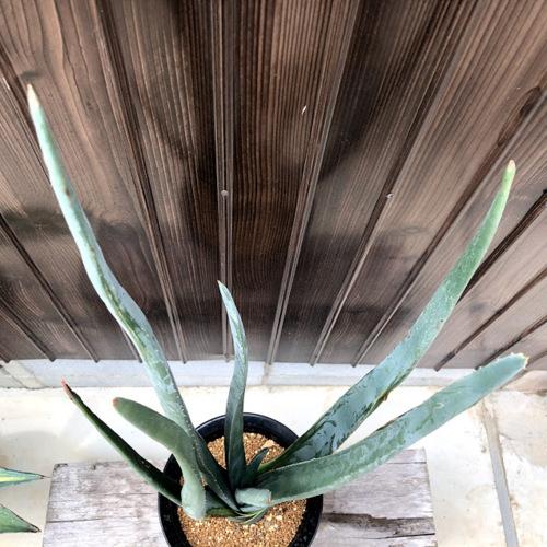 【大株】アロエ　スザンナエ　コレクション株 大株】アロエ スザンナエ コレクション株