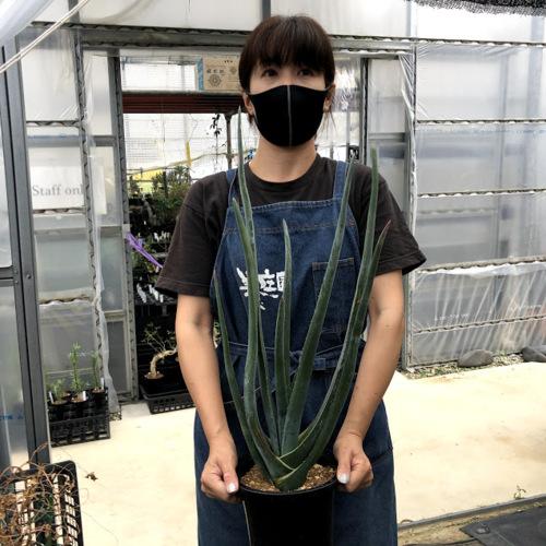 完動品 多肉植物：アロエ　スザンナエ*幅25ｃｍ　現品！一品限り 【TM1811286205】(66000円)