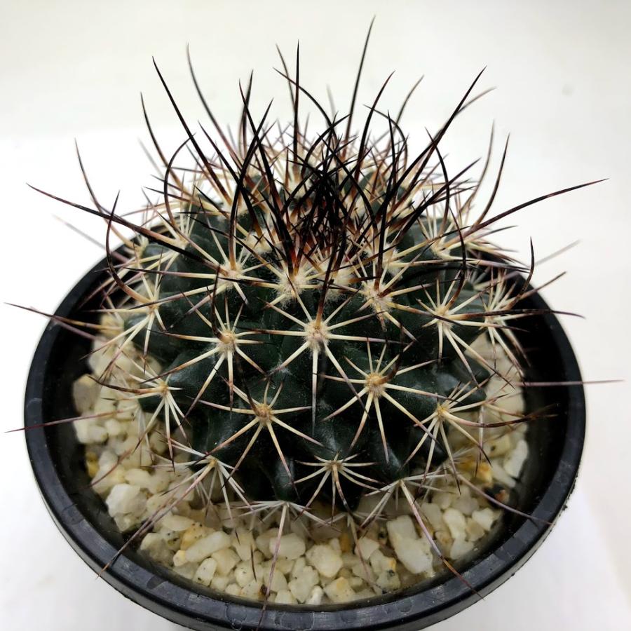 マミラリア ジョンスト二ー 鉢底から高さ約27cm サボテン：マミラリア ジョンストニー*幅5cm : 遊恵盆栽 Yahoo!店
