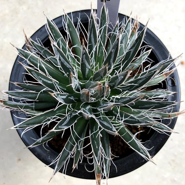 多肉植物：アガベ 姫乱れ雪*幅12cm 現品！一品限り : 遊恵盆栽